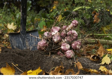 Newly dug or harvested Jerusalem artichoke (Helianthus tuberosus) in a organic family farm field in a low angle view on rich brown earth Royalty-Free Stock Photo #2317030747