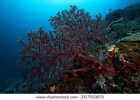 A purple gorgonian Sea Fan anchored on the colorful coral reef in the clear blue waters of Raja Ampat, Indonesia