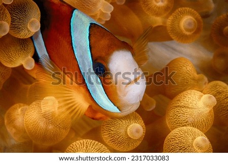 An orange anemone fish lives among its host bubble tip anemone of the same color in the clear, warm waters of Raja Ampat, Indonesia