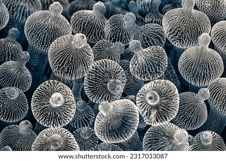 A monochromatic anemone patch with glowing white patterns, Raja Ampat, Indonesia