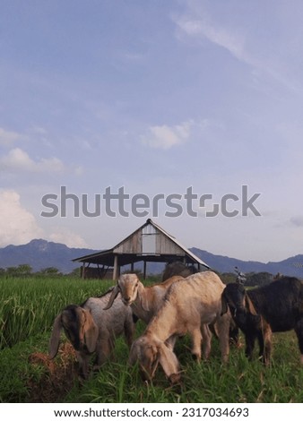 photo of goat in traditional farm, prepared for ied al adha. ied al adha, qurban, editorial and commerial use. Royalty-Free Stock Photo #2317034693