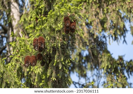 A green branch of a fir tree in the park on a spring day.