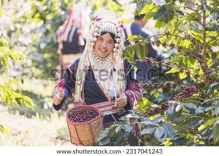 Farmers dressed in traditional costumes Harvest ripe coffee berries with farmer harvest in farm.harvesting Robusta and arabica  coffee berries by agriculturist hands