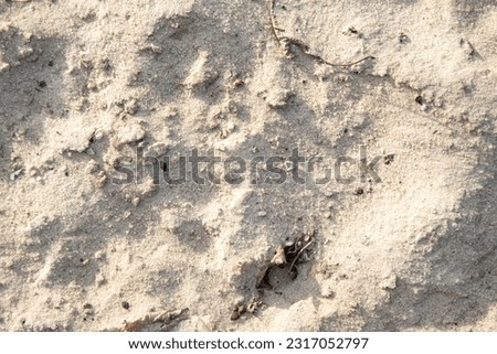Yellow sand, desert beach background.
