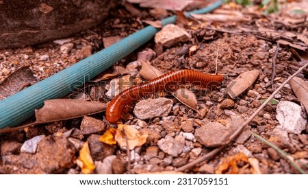 A large orange-yellow millipede was walking on the ground.