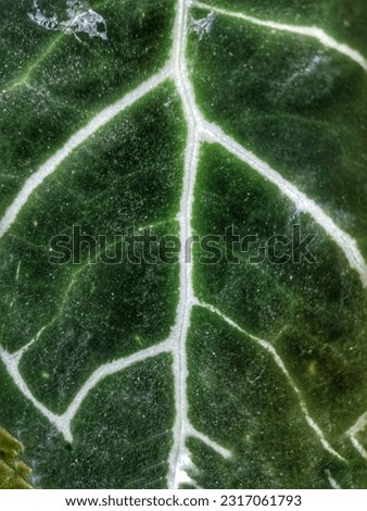 A very unique leaf pattern.
