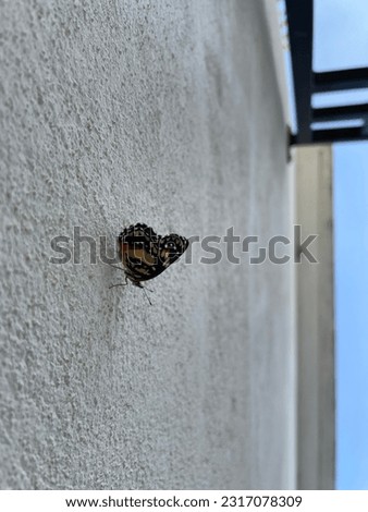 Butterfly chilling on the wall