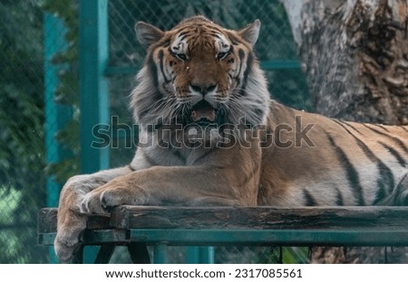 picture of wild animal tiger