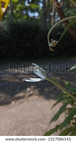 beautiful little white flower that grows in the garden during the day