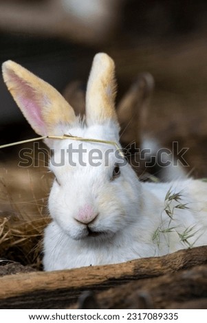 photo of a rabbit eating