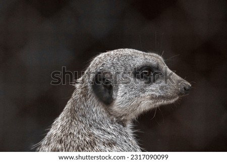 photo of a meerkat in the wild