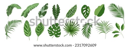 Tropical leaves vector set. Palm leaf, banana leaves, coconut leaf, monstera, fern and Jungle leaves 