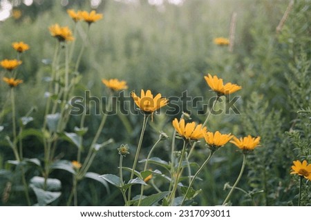 Yellow daisies at Richardson Nature Center in Bloomington, MN. 35mm film Royalty-Free Stock Photo #2317093011