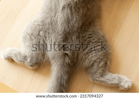 Cat’s butt. The pads on the paws are seen. Image with selective focus. Closeup of gray cat butt lying on its stomach