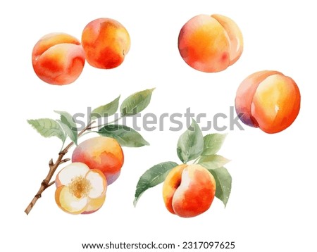 watercolor apricot fruit vector illustration