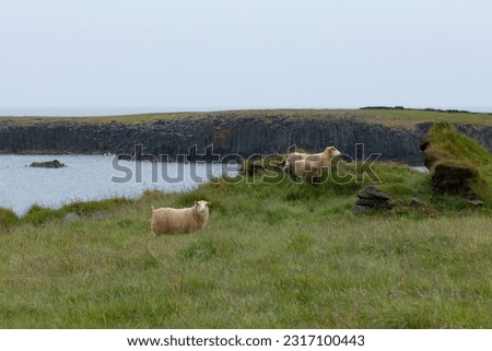 three Icelandic sheep standing on the field at seaside with columnar joint