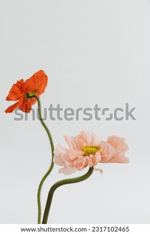 Peach and red poppy flowers on white background. Minimal stylish still life floral composition