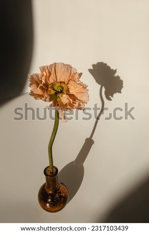 Elegant peach pink poppy flower with sunlight shadows on neutral tan beige background. Aesthetic floral simplicity composition. Close up view flower