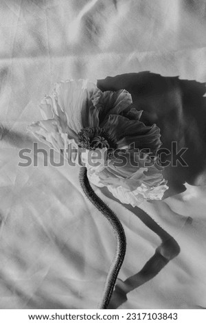 Black and white, monochrome. Elegant poppy flower on crumpled cloth with sun light shadow. Aesthetic floral simplicity composition. Close up view flower with sunlight shadow
