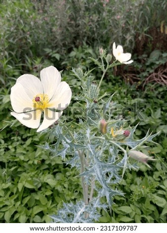 Mexican prickly poppy with flowers, buds and seeds surrounded by other plants.
