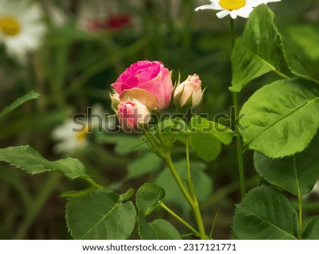 A close-up photo of a rose flower