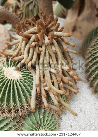 A species od  cactus that look like a snake