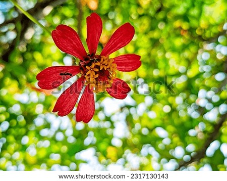 The beauty of zinia flowers that bloom colourful colour
With bokeh blur background for wallpaper or nature ads 