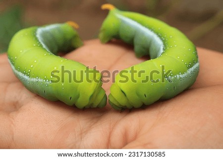 two green tea worms that sit in the palm of your hand and face each other.