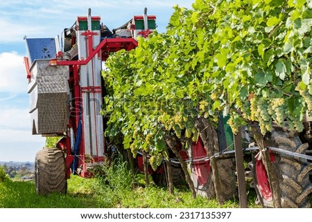 wine harvest in Lower Austria, Austria Royalty-Free Stock Photo #2317135397