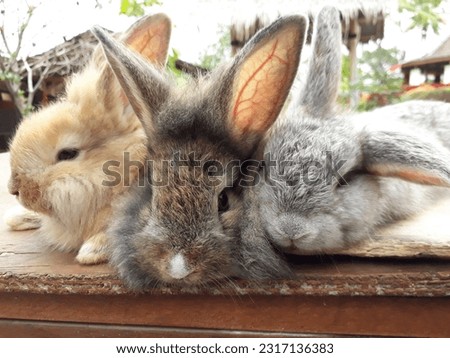 Three cute fluffy rabbits with different color