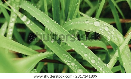 A picture zoom macro of Green grass covered in morning dew background Royalty-Free Stock Photo #2317141899
