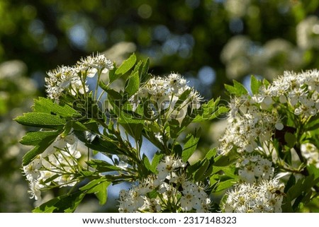 Common hawthorn or oneseed hawthorn Crataegus Monogyna springtime fresh green foliage . Royalty-Free Stock Photo #2317148323