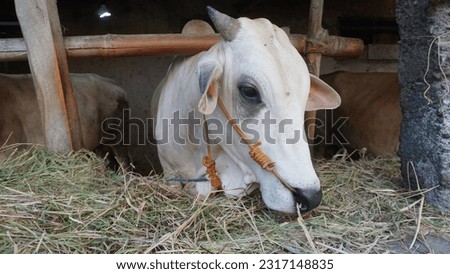 A picture of a cow eating grass in a barn