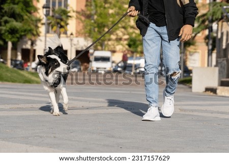 A young Border Collie dog walking through the streets in an urban environment with his owner. He is chewing on the leash and pulls on it.Pictures of pet Border Collie dogs with their owners.