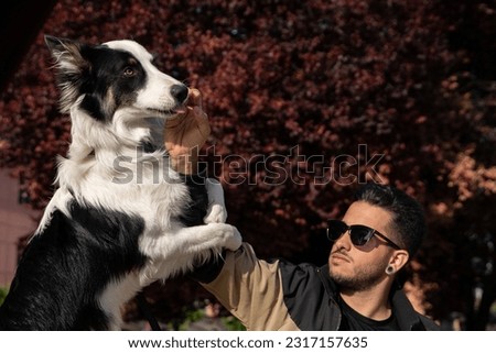 Border Collie dog grabs his young master's arm to take away his food. Pictures of Border Collie pet dogs with their owners.