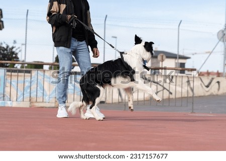 Border Collie around town , pull on leash pictures of Border Collie dogs with their owners.