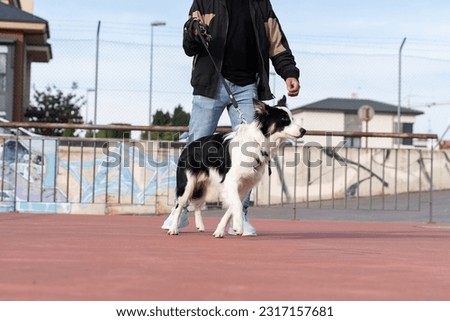 Border Collie around town, pictures of Border Collie dogs with their owners.
