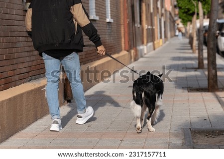 A young naughty Border Collie dog walks with his owner. Pictures of pet Border Collie dogs with their owners.