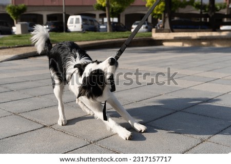 A young naughty Border Collie dog bites and pulls the leash playing with his owner. Pictures of pet Border Collie dogs with their owners.