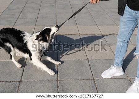 A young naughty Border Collie dog walking through the streets in an urban environment with his owner. He is chewing on the leash and pulls on it.Pictures of pet Border Collie dogs with their owners.