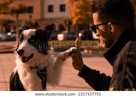 A young Border Collie dog joins his paw with his owner's hand on the street at sunset. Pictures of pet Border Collie dogs
