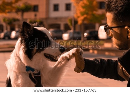A young Border Collie dog joins his paw with his owner's hand on the street at sunset. Pictures of pet Border Collie dogs with their owners.