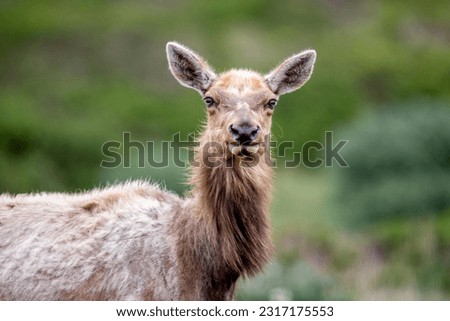 The tule elk is a subspecies of elk found only in California,
