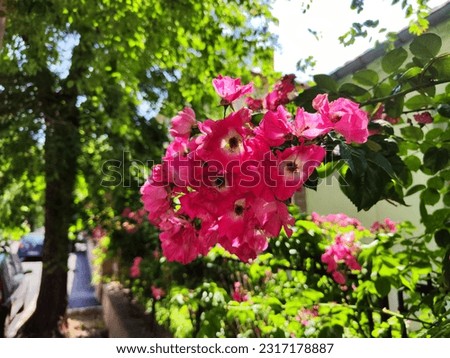 Red roses in a Belgrade garden 