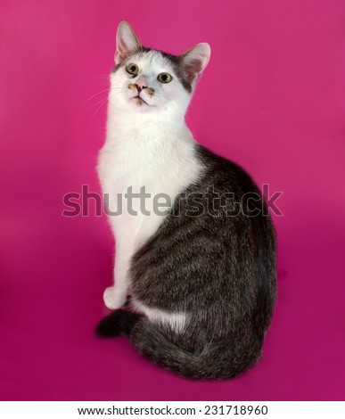 White kitten teenager with black spots  sitting on pink background