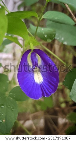 butterfly pea flower with a very beautiful blue color