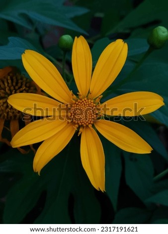 moonflower flower with a very beautiful yellow color