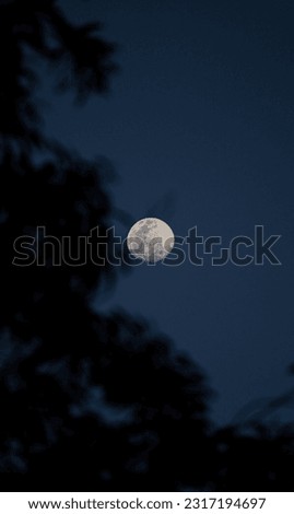 waxing gibbous moon between leaves