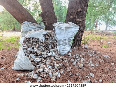 pile of oyster shells in a sheath