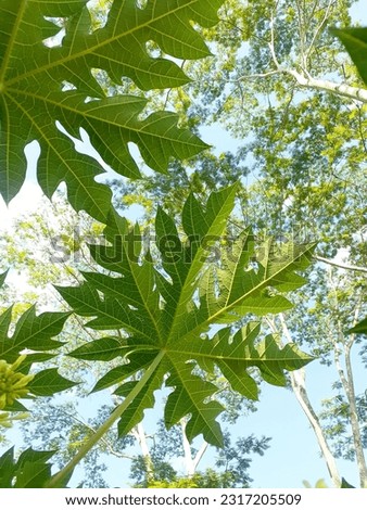 The leaves of the papaya fruit tree are green in color and have interesting shapes and fibers. can be processed into food and herbal medicine to maintain endurance
